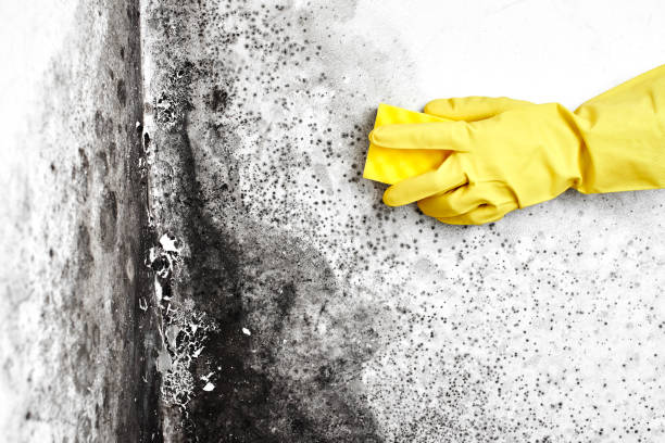 Best Commercial Mold Remediation in Pittsburg, CA