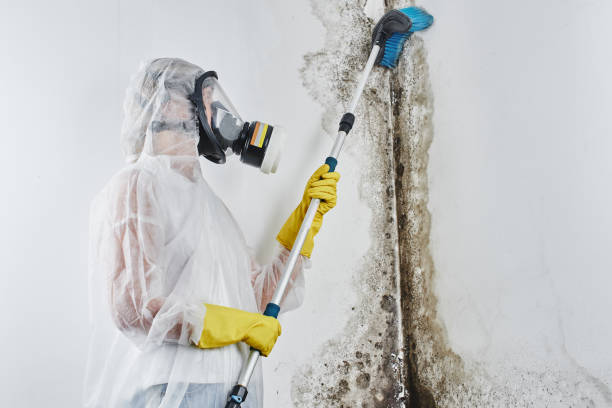 Best DIY Mold Remediation Support Services in Pittsburg, CA