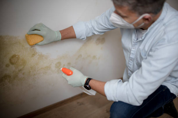 Best Residential Mold Remediation in Pittsburg, CA